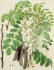 Robinia pseudoacacia